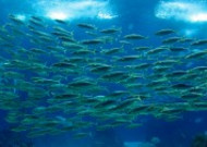 五彩斑斓的海洋鱼群图片大全