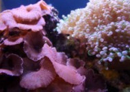 海底的珊瑚图片