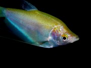 色彩鲜艳的热带海洋鱼图片大全