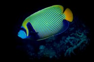 色彩鲜艳的热带海洋鱼图片大全