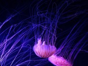 美丽漂亮的水母图片