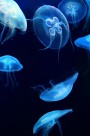 美丽漂亮的水母图片