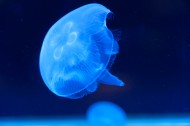 美丽漂亮的水母图片