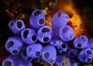 海洋里各种奇妙的海底生物图片
