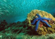 海洋生物海星图片