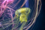 绚丽多彩的水母图片