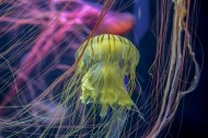 绚丽多彩的水母图片