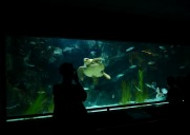 水族馆水生动物图片
