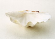 海星贝壳图片