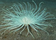 奇幻的海底生物图片