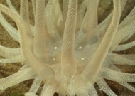 奇幻的海底生物图片