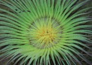 奇幻的海底生物图片