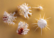 贝壳海螺图片