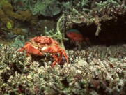 海底世界图片大全