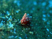 海底世界图片大全