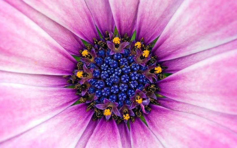 紫色花朵图片 紫色花朵图片大全
