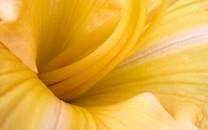 黄色花朵图片 黄色花朵图片大全