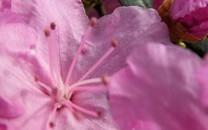 粉色花朵图片 粉色花朵图片大全