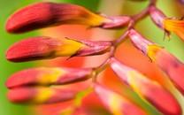 粉色花朵图片 粉色花朵图片大全