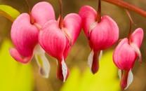 粉色花朵图片 粉色花朵图片大全