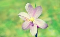 简单的小花图片大全