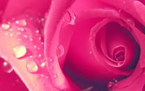 花朵图片 美丽的花朵图片大全