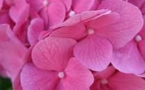 花朵图片 美丽的花朵图片大全