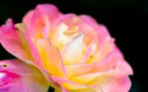 花朵图片 美丽的花朵图片大全