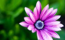 花朵图片 美丽的花朵图片大全