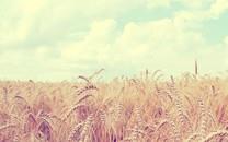 清新小花图片 清新小花图片大全