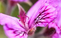 花朵图片 美丽的花朵图片大全