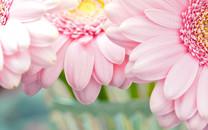 花朵图片 美丽的花朵图片大全