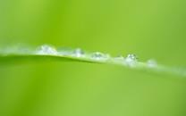 花朵图片 美丽的花朵图片大全