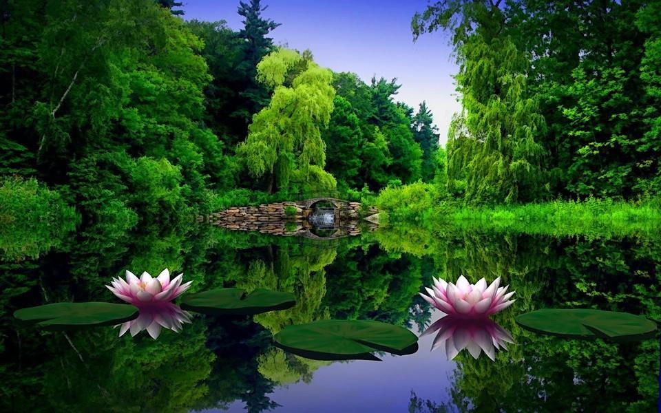 荷花高清桌面图片壁纸