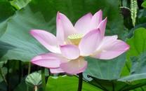 荷花高清桌面图片壁纸