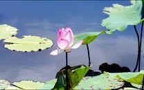 荷花高清桌面图片壁纸