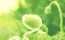 小清新花朵图片 小清新花朵图片大全