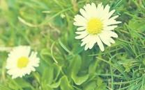 小清新花朵图片 小清新花朵图片大全