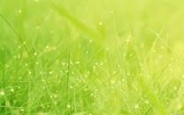 小清新花朵图片 小清新花朵图片大全