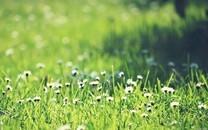 小清新花朵图片 小清新花朵图片大全