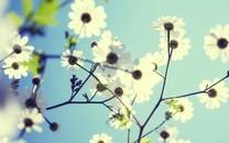 小清新花朵图片 小清新花朵图片大全