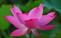 荷花高清桌面图片壁纸