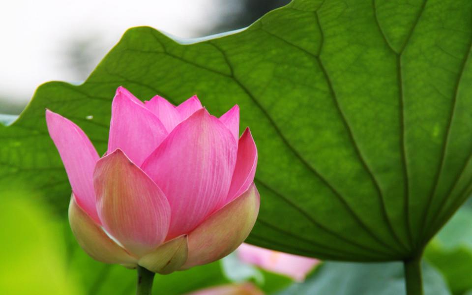 荷花高清桌面图片壁纸