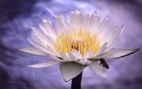 荷花高清桌面图片壁纸