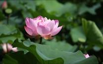 荷花高清桌面图片壁纸