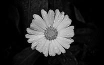 捕捉瞬间精彩高清桌面壁纸