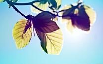 小清新花朵图片大全