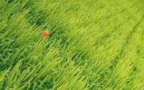 小清新花朵图片大全