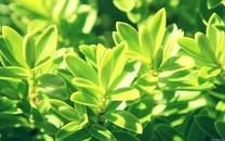 小清新花朵图片大全