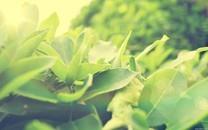 小清新花朵图片大全